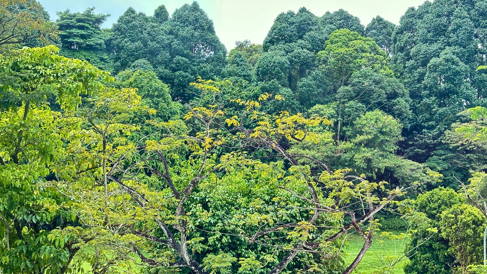 Chestervale condominium green view in Bukit Panjang